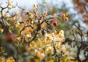 The Orchard in November